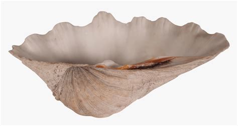 Transparent Clam Shell Png Png Download Kindpng