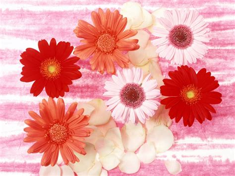 Maprox Hd 20 Beautiful Flowers Wallpapers