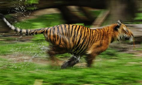 Running Tiger Photos Wwf