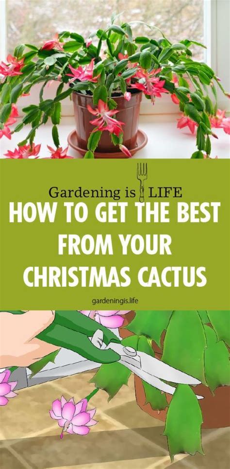 The christmas cactus, (chlumbergera bridesii or schlumbergera truncata), is actually not a cactus at all, but a member of the succulent family. How To Get The Best From Your Christmas Cactus - Modern ...