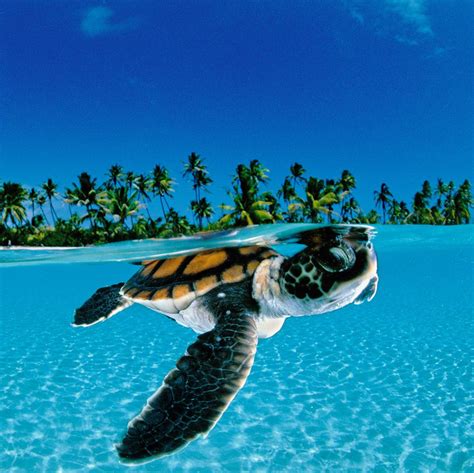 Cute Baby Sea Turtles Underwater