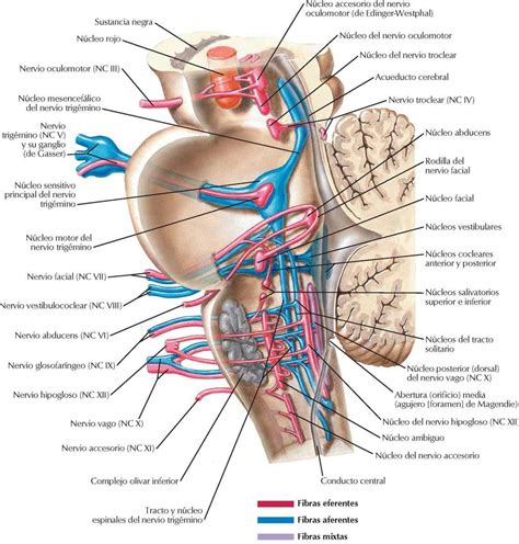 Nervios Craneales Y Cervicales Enfermer A The Best Porn Website