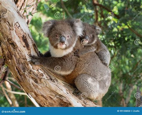Koala Stock Photo 2307654