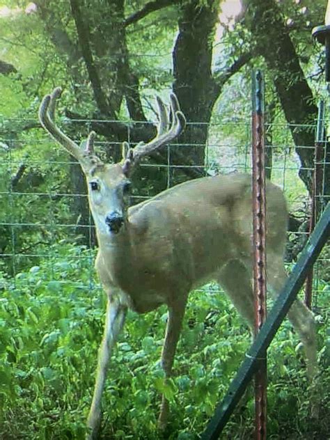 Ok Muzzleloader Whitetail Hunt 3 Day Package In Leedey Oklahoma