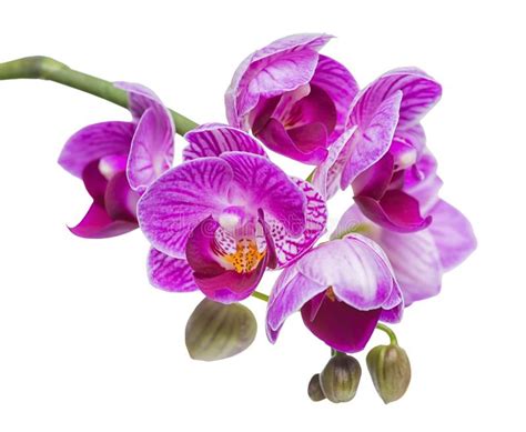 Due fiori orientali esotici del fiore fra vegetazione. Fiore Giallo Simile All Orchidea / Phalaenopsis o Orchidea ...