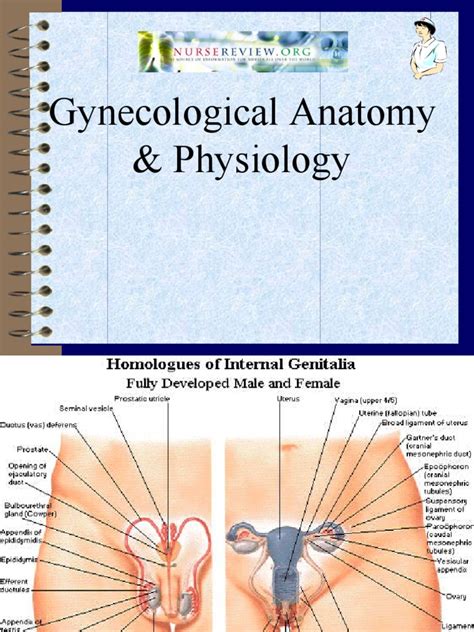 Nurserevieworg Gynecological Anatomy And Physiology Vagina Uterus