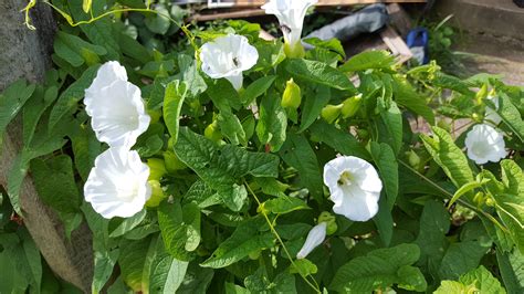 Very Fast Growing Invasive Vine With White Trumpet Shaped Flowers It