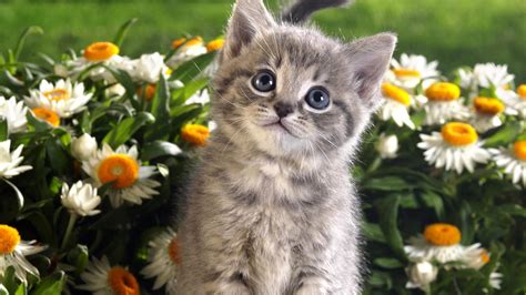 Ash White Cute Cat Kitten Is Looking Up Surrounded By Flowers Plants Hd