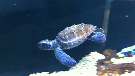 See more ideas about turtle, tortoise, turtle love. Cute sea turtle - YouTube