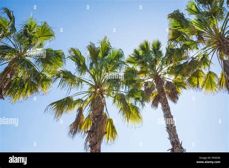 Sabal Palm Trees Florida Stock Photo Alamy