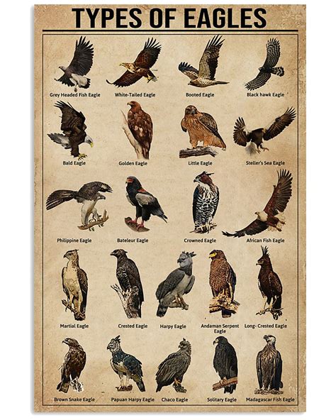 Types Of Eagles