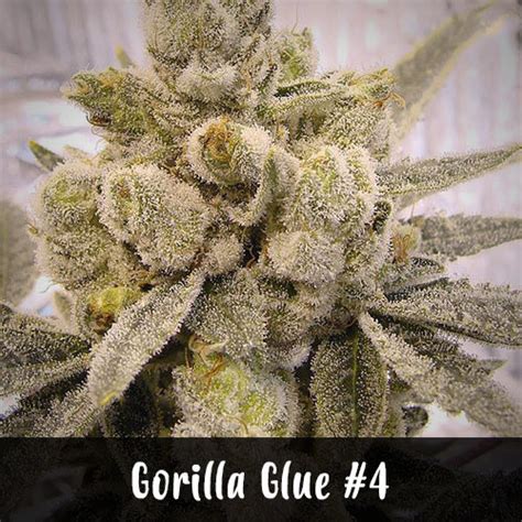 Gorilla Glue 4 Clones For Sale Clones Bros Nursery