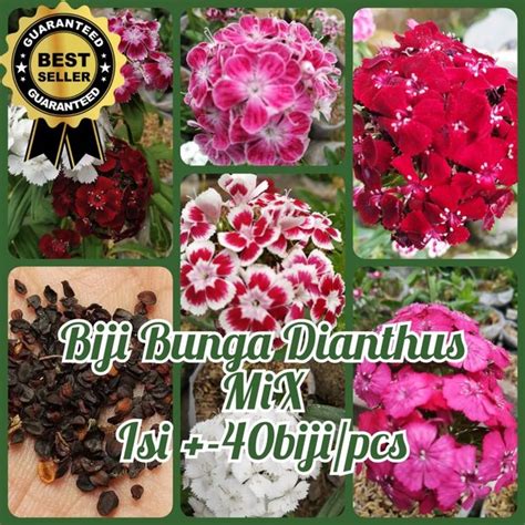 Jual Biji Bunga Anyelir Dianthus Caryophyllus Isi 40 Pcs Flower Seeds