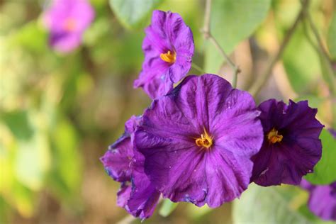 Purple Flower Cluster 2 Free Stock Photo Public Domain Pictures