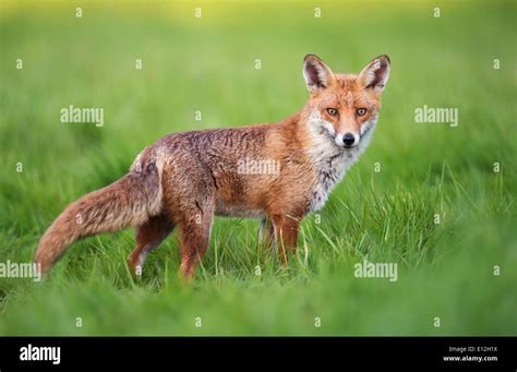 Wild Red Fox Vulpes Vulpes Stock Photo Alamy
