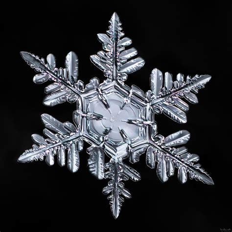 Snowflake A Day 20 Snowflakes Snow Crystal Snowflakes Real