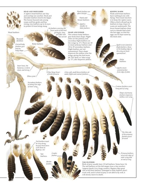 Owl Feather Feather Identification Bird Drawings