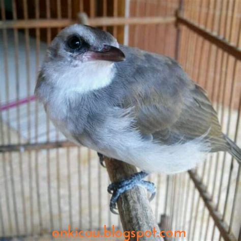 Kicau burung trucukan ngerol sangat bagus sekali jika dijadikan masteran ataupun untuk isian jenis burung lainnyac. Cara merawat anakan burung Trucukan dari lolohan - On Kicau