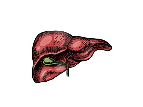 Human Liver Anatomy Model With Drawing Style 28592852 Png