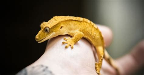 Are Crested Geckos Nocturnal And See In The Dark