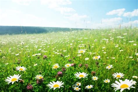 Field Of Summer Flowers Stock Photo By ©iakov 6269957