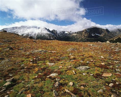 Usa Colorado Rocky Mountains National Park Alpine Tundra In Early