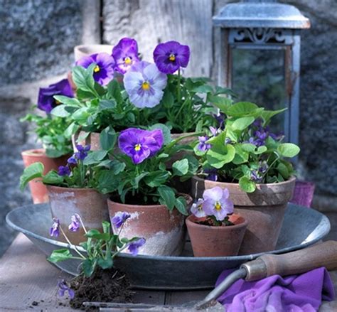 Pin By Rita Leydon On Blue Farmhouse Flower Pots Beautiful Flowers