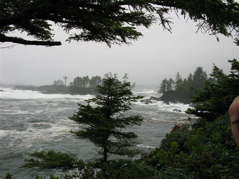 Images Gratuites Mer Côte Arbre Eau La Nature Forêt Roche