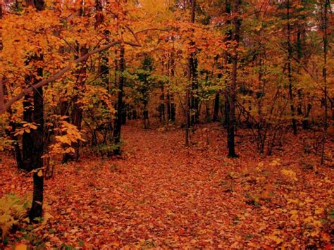 Free Download Beautiful Autumn Forest Wallpaper Pc 6765 Wallpaper High