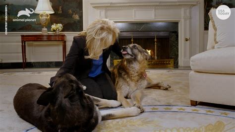 Bidens Dogs Major And Champ Back At White House After Incident