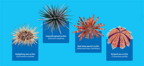 Sea Urchins Spc Coastal Fisheries And Aquaculture Kasmira
