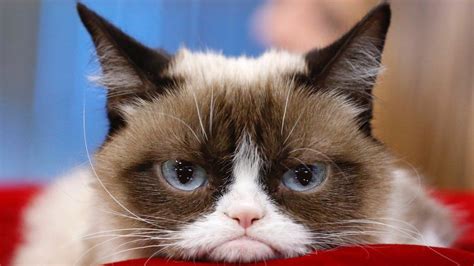 Grumpy Cat The Viral Internet Sensation Known For Her