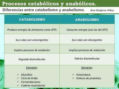 Cuadro Comparativo Entre Catabolismo Criterios Y Anabolismo