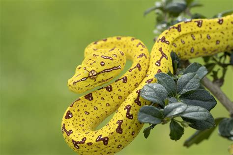 9 Gorgeous Snake Species Around The World