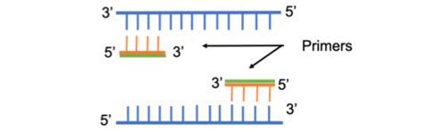 Diagrammatic representation of the forward and reverse primers for a standard pcr. Addgene: Protocol - How to Design Primers