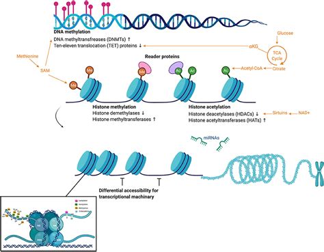 Frontiers The Influence Of Epigenetic Modifications On Metabolic