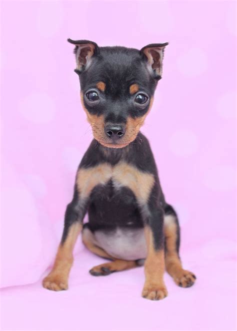 Miniature Pinscher Info Temperament Puppies Pictures