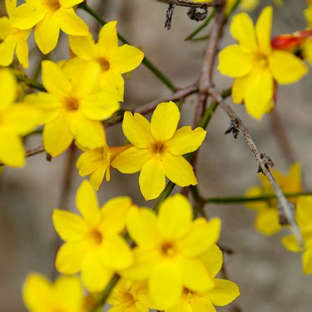 Maybe you would like to learn more about one of these? Flowers Thriving in Florida Winters - Zone 9 Flower Options
