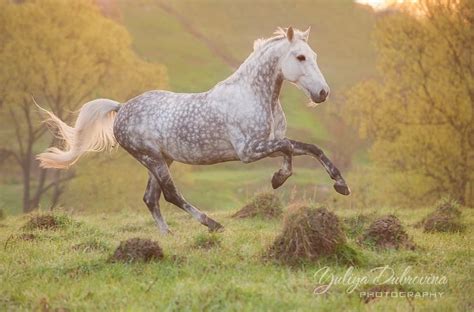 Dapple Grey Horse Running Show Horses Dapple Grey Horses Grey Horse