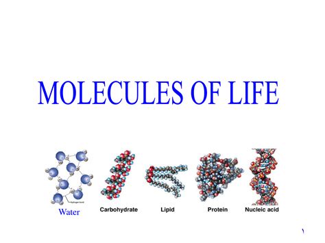 Solution Molecules Of Life Presentation Studypool