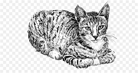 Cara menggambar kartun untuk anak. Kucing, Gambar, Pensil gambar png