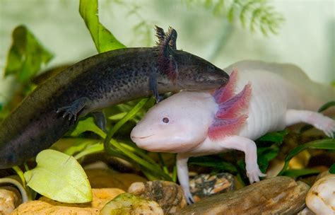The Axolotl An Aquatic Salamander That Seems To Have A Perpetual