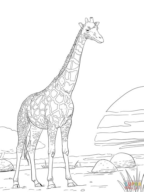Rothschild Giraffe Coloring Page Free Printable Coloring Pages
