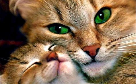 Wallpaper Cute Cats Kittens Hd Desktop Wallpapers 4k Hd