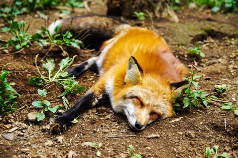 Free Images Animal Cute Wildlife Sleeping Autumn