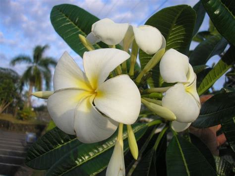 › white flower identification guide. Free Plant Identification | White flowering plants, Plant ...
