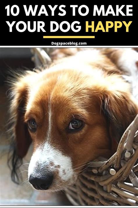 10 Ways To Make Your Dog Happy Dogspaceblog Dogs Dog Care Dog