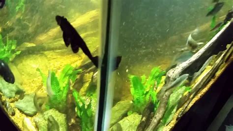 Hi Fin Spotted Pleco In My Native Tank Youtube