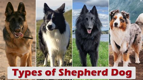 Types Of Shepherd Dog That Are Popular Today Youtube