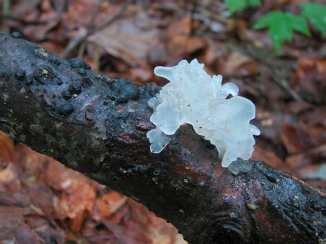 Tremellales & others (the jelly fungi) these fungi are easily recognized in the field by having a rubbery or jelly like texture. Tremella fuciformis at Indiana Mushrooms